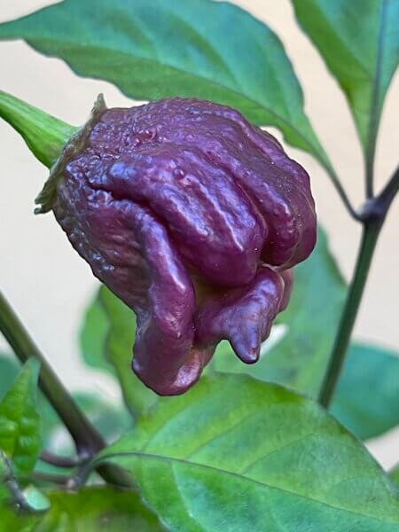 Purple Death Purple Death